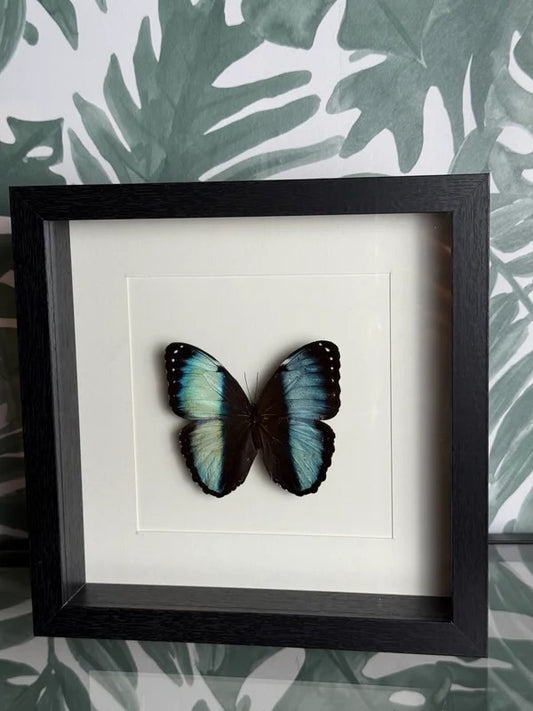 🦋 Vlinder in lijst – Morpho Achilles (Blue Morpho)