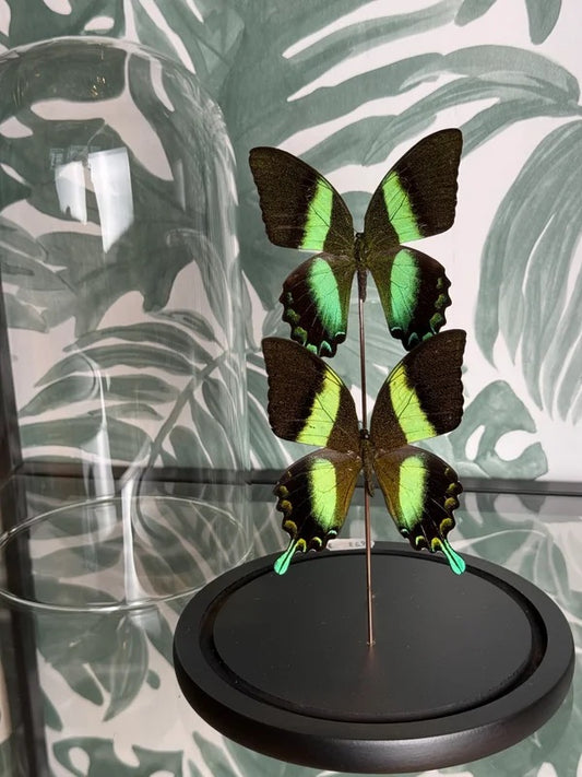 🦋 Vlinders in stolp – Papilio Blumei (Peacock Swallowtail)