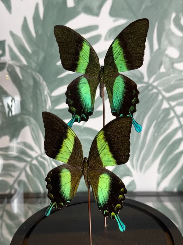 🦋 Vlinders in stolp – Papilio Blumei (Peacock Swallowtail)