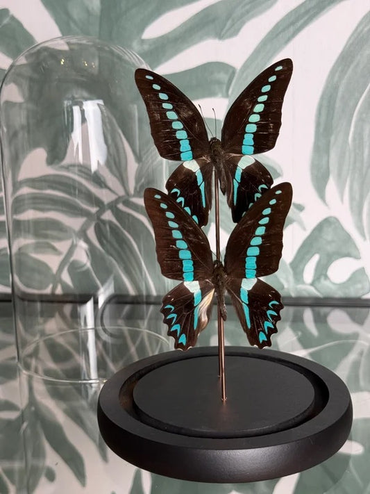 🦋 Vlinder in stolp – Graphium Serpedon (Common Bluebottle)