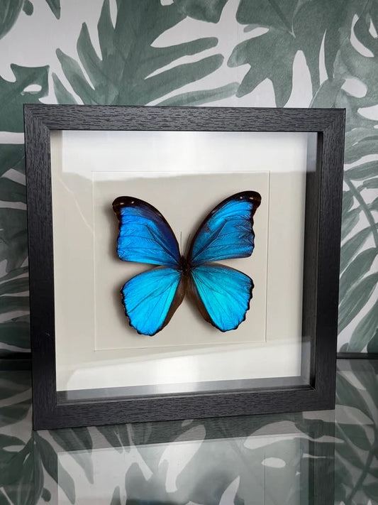 🦋 Vlinder in lijst – Morpho Didus (Giant Blue Morpho)