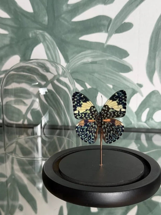 🦋 Vlinder in stolp – Hamadryas Arinome (Blue Cracker