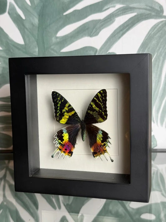 🦋 Vlinder in lijst – Chrysiridia Rhipheus (Madagascar Sunset Moth)