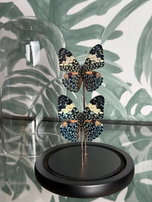 🦋 Vlinder in stolp – Hamadryas Arinome (Blue Cracker)