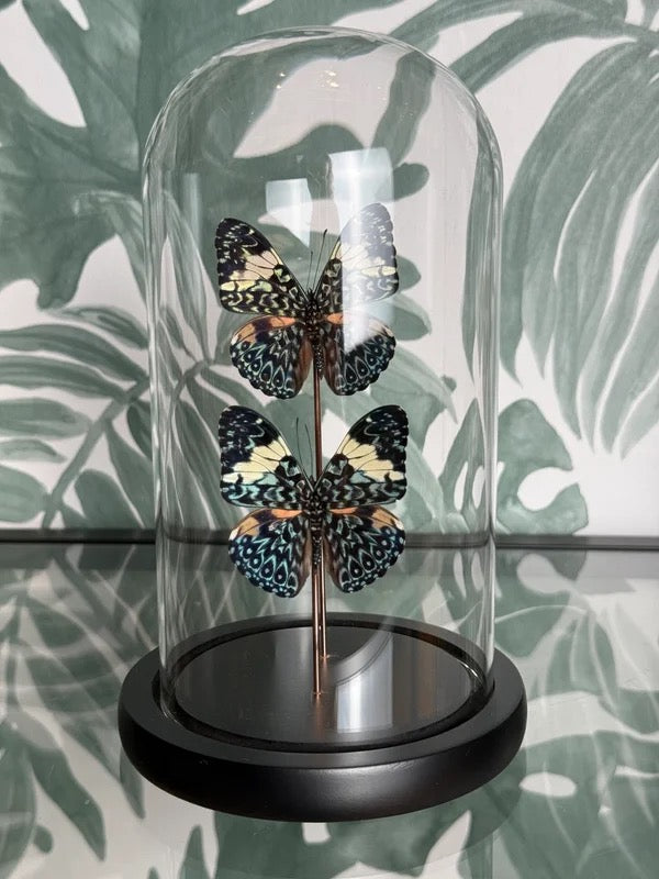 🦋 Vlinder in stolp – Hamadryas Arinome (Blue Cracker)
