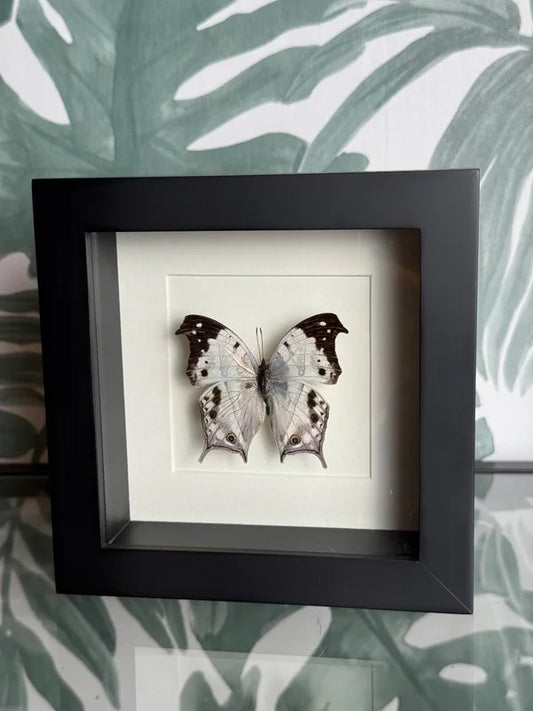🦋 Vlinder in lijst – Salamis Duprei (Madagascar Mother-of-Pearl)