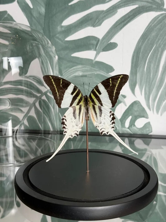 🦋 Vlinder in stolp – Graphium Adrocles (Great Zebra Swallowtail)