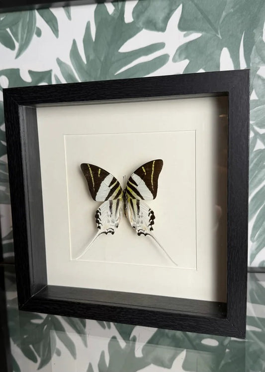 🦋 Vlinder in lijst – Graphium Antiphates (Five-Bar Swordtail)