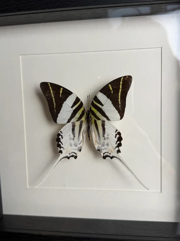 🦋 Vlinder in lijst – Graphium Antiphates (Five-Bar Swordtail)