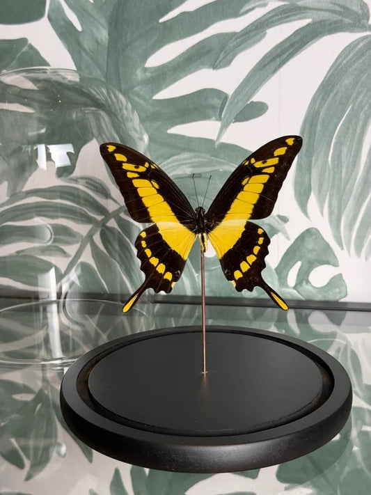 🦋 Vlinder in stolp – Papilio Thoas (Thoas Swallowtail)