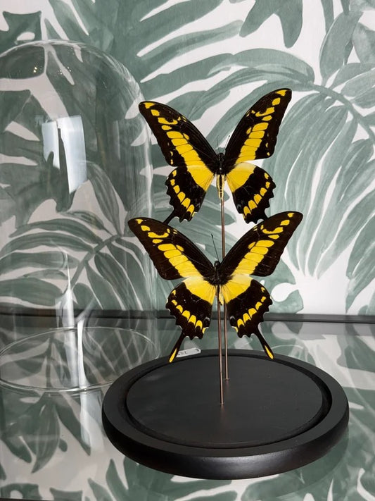 🦋 Vlinders in stolp – Papilio Thoas (Thoas Swallowtail)