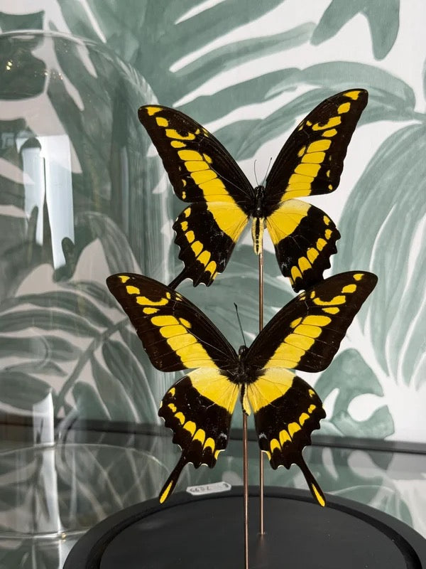 🦋 Vlinders in stolp – Papilio Thoas (Thoas Swallowtail)