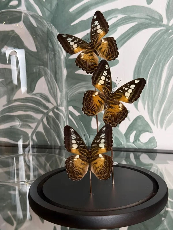 🦋 Vlinders in stolp ‘Parthenos Sylvia’
