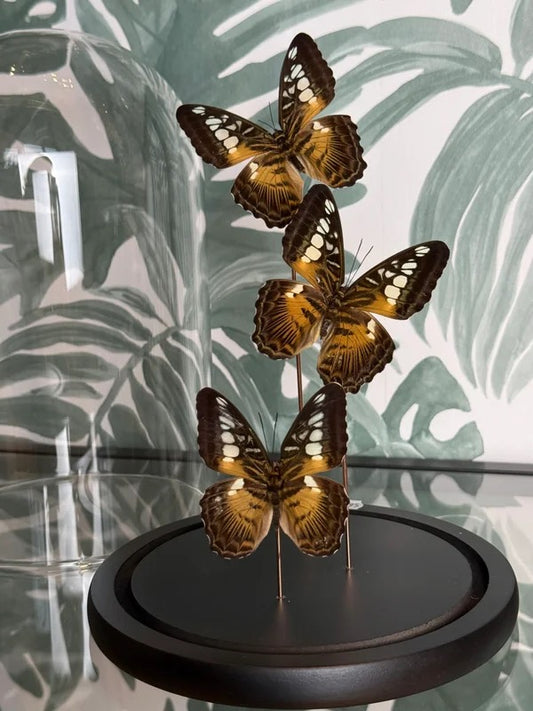 🦋 Vlinders in stolp ‘Parthenos Sylvia’