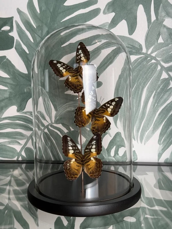 🦋 Vlinders in stolp ‘Parthenos Sylvia’