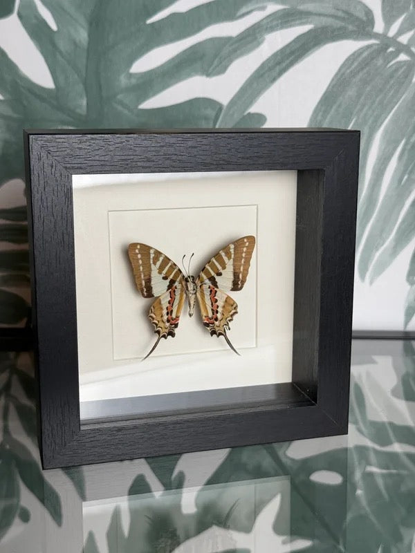 🦋 Vlinder in lijst – Graphium Antiphates (Five-Bar Swordtail)