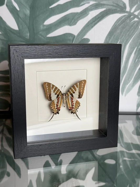 🦋 Vlinder in lijst – Graphium Antiphates (Five-Bar Swordtail)