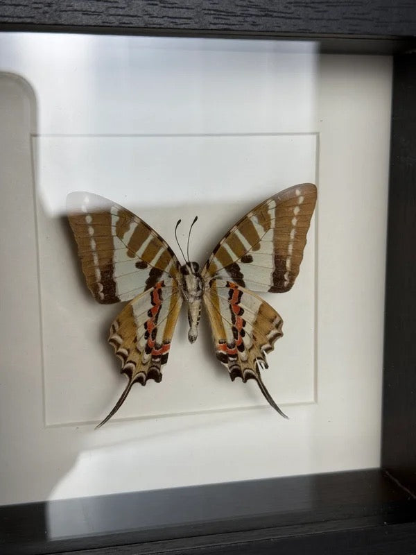 🦋 Vlinder in lijst – Graphium Antiphates (Five-Bar Swordtail)