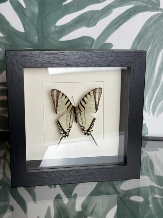 🦋 Vlinder in lijst – Graphium Antiphates (Five-Bar Swordtail)