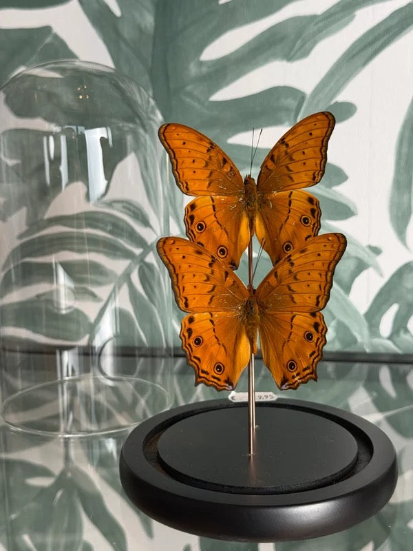 🦋 Vlinder in stolp – Vindula Arsinoe (Cruiser)
