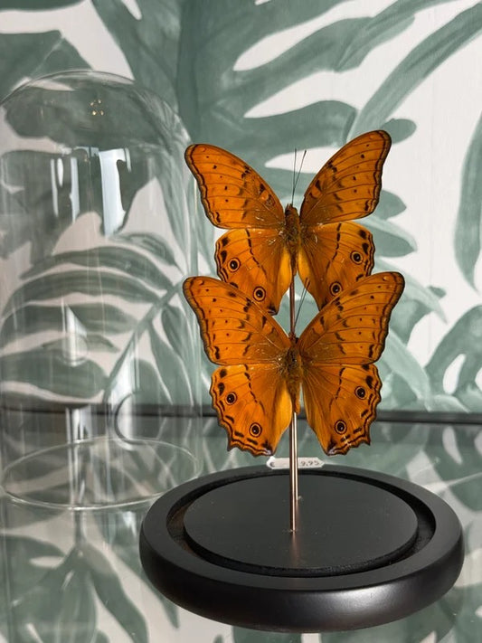 🦋 Vlinder in stolp – Vindula Arsinoe (Cruiser)