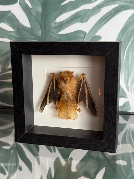 🦇 Vleermuis in lijst – natuurlijke wanddecoratie