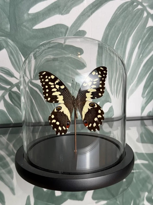 🦋 Vlinder in stolp – Papilio Demodocus (Citrus Swallowtail)