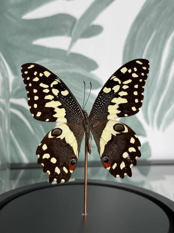 🦋 Vlinder in stolp – Papilio Demodocus (Citrus Swallowtail)