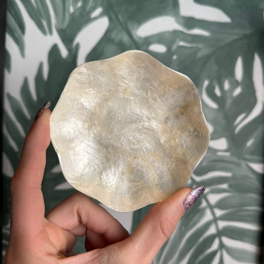 🐚 Schaaltje schelp bloem