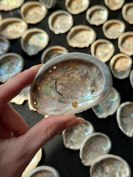 🐚 Abalone schelp natuurlijk S – bescherming & emotionele balans