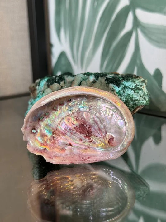 🐚 Abalone schelp roze (geverfd) XS – bescherming & emotionele balans