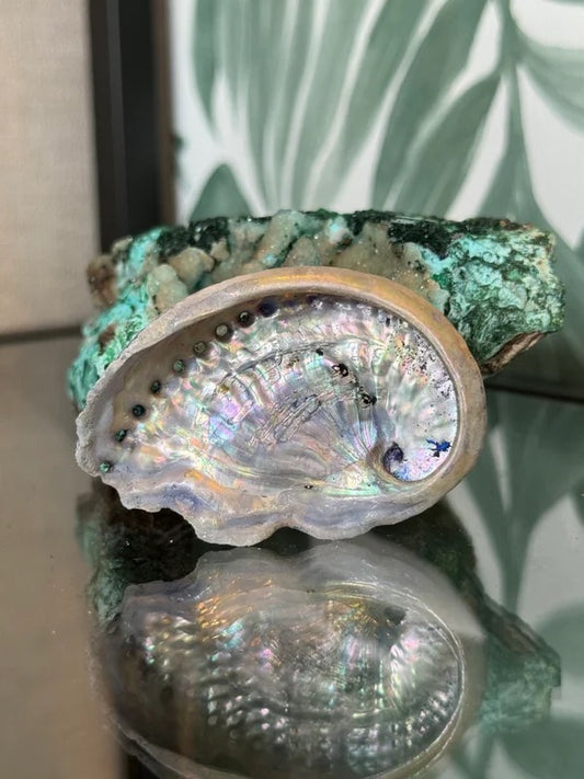 🐚 Abalone schelp paars (geverfd) XS – bescherming & emotionele balans