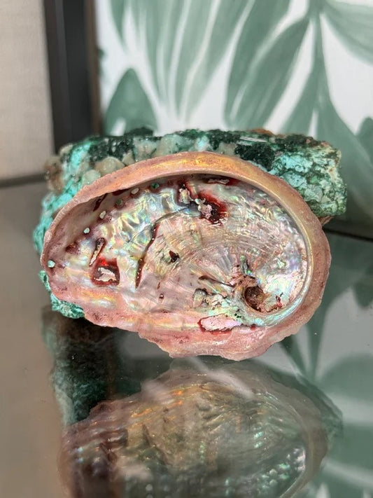 🐚 Abalone schelp roze (geverfd) S – bescherming & emotionele balans