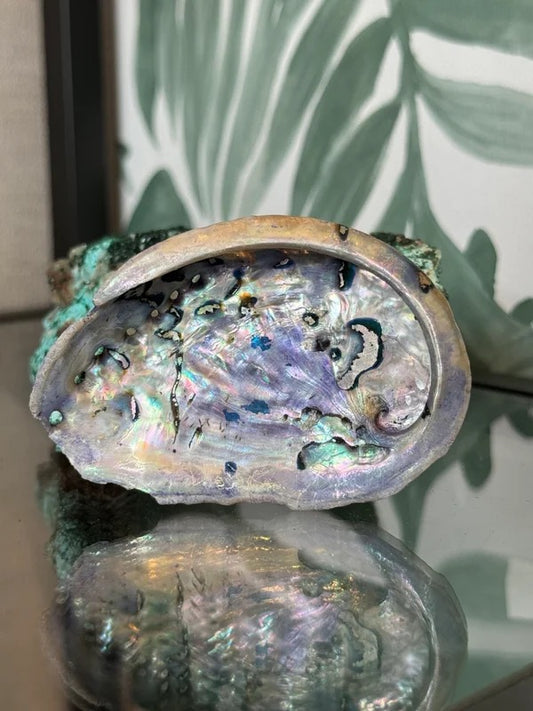 🐚 Abalone schelp paars (geverfd) S – bescherming & emotionele balans
