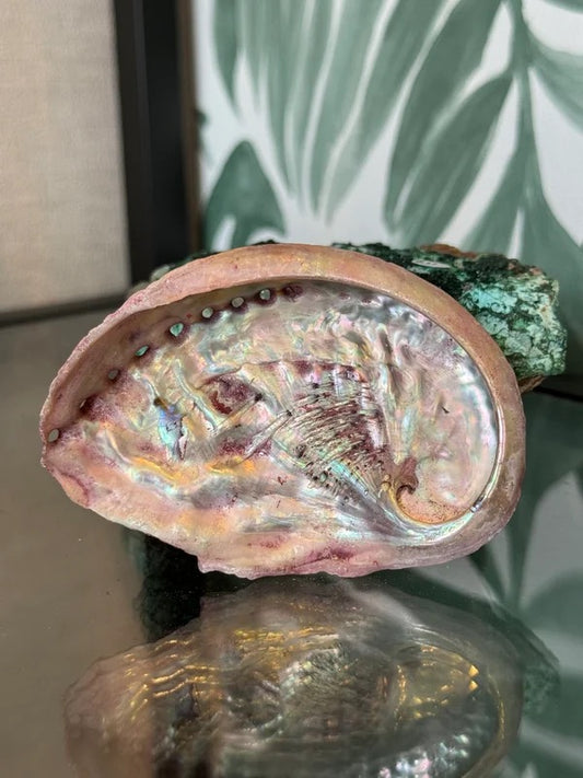 🐚 Abalone schelp roze (geverfd) M – bescherming & emotionele balans