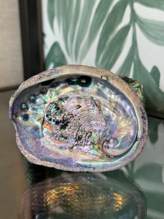 🐚 Abalone schelp roze (geverfd) M – bescherming & emotionele balans