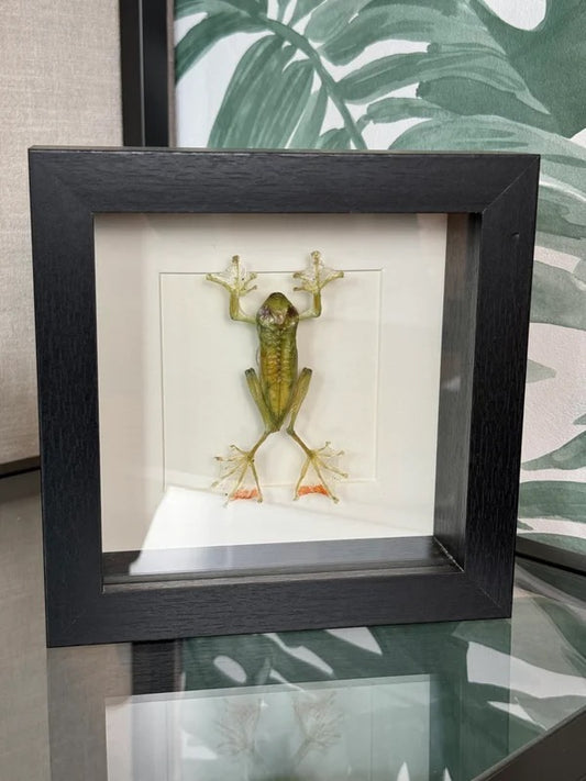 🐸 Kikker in lijst – natuurlijke wanddecoratie