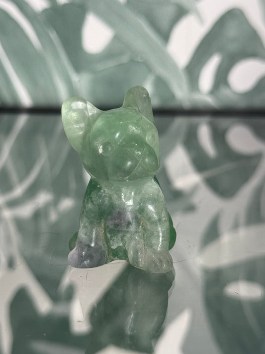 Franse bulldog fluoriet