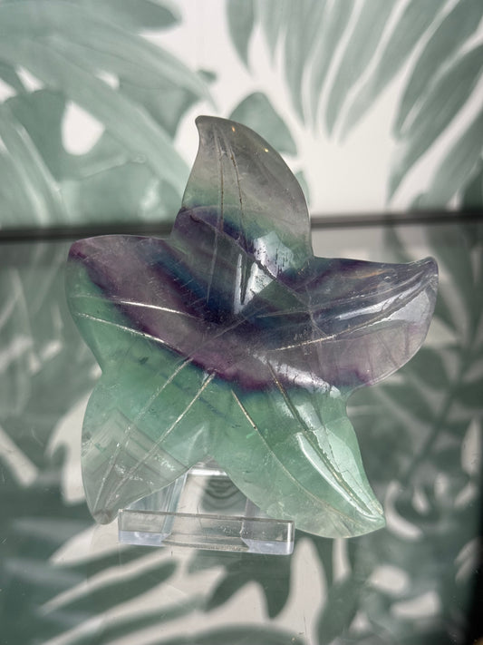 Fluoriet zeester #no.28