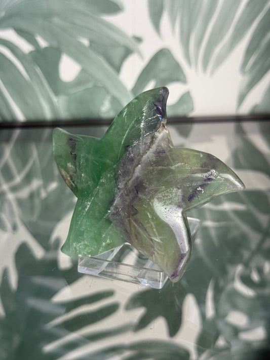 Fluoriet zeester #no.29