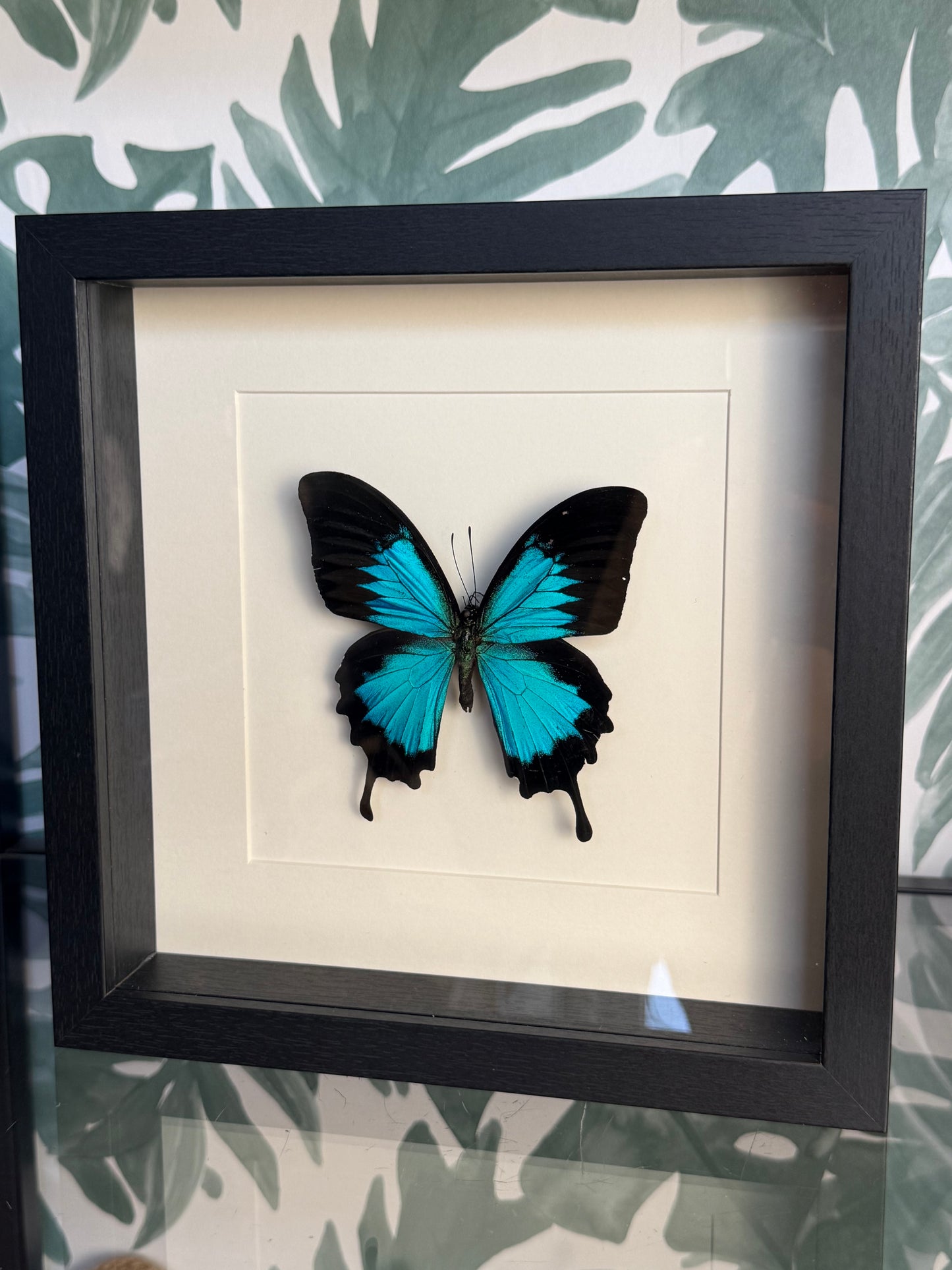 Papilio Ulysses Vlinder in Lijst – Vrijheid & Verandering