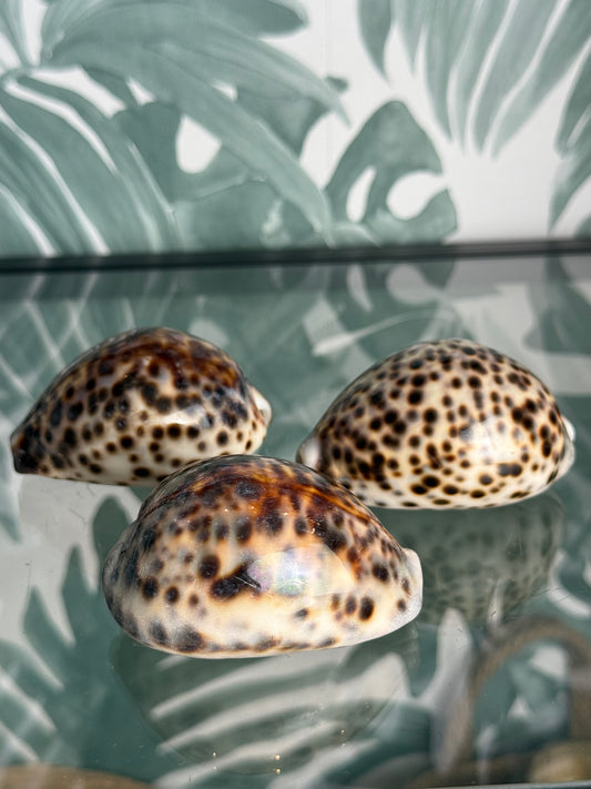 Tijgerkauri schelp
