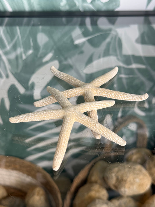 Natuurlijke zeester - 9/10 cm