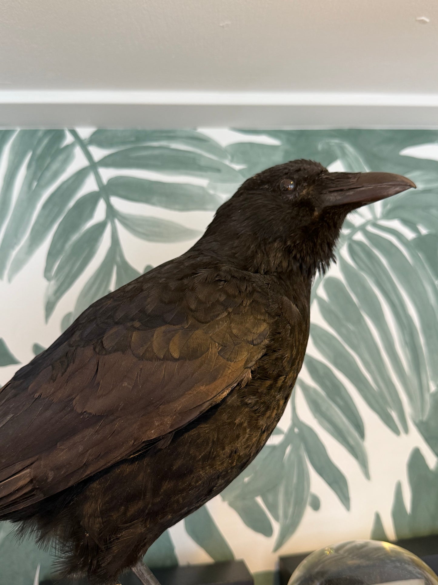 Opgezette kraai op houten standaard - ENKEL OPHALEN