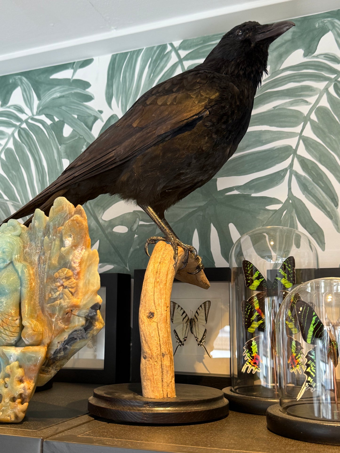 Opgezette kraai op houten standaard - ENKEL OPHALEN