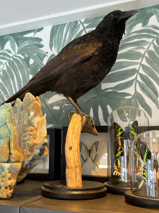 Opgezette kraai op houten standaard - ENKEL OPHALEN