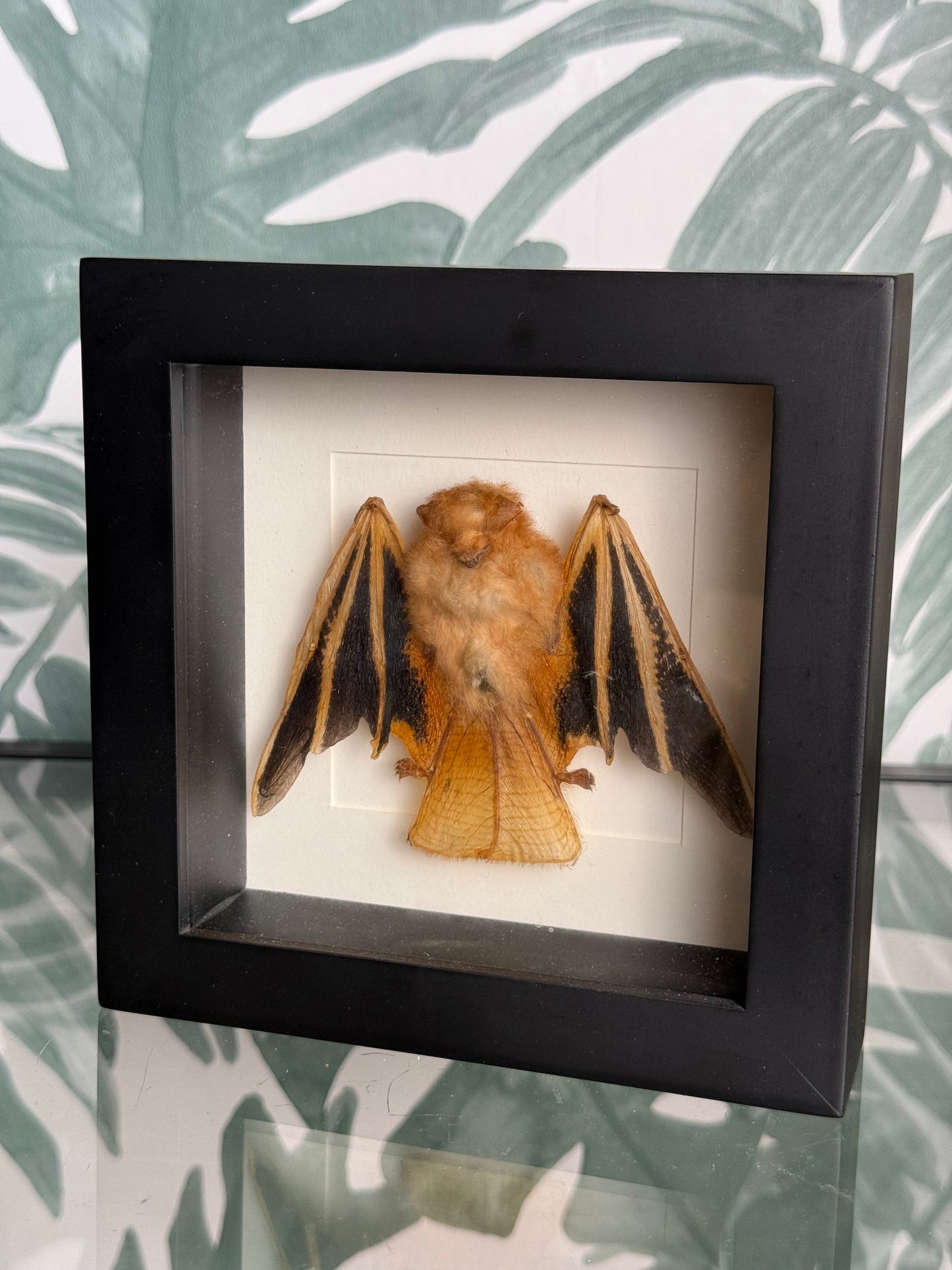 🦇 Vleermuis in lijst – natuurlijke wanddecoratie