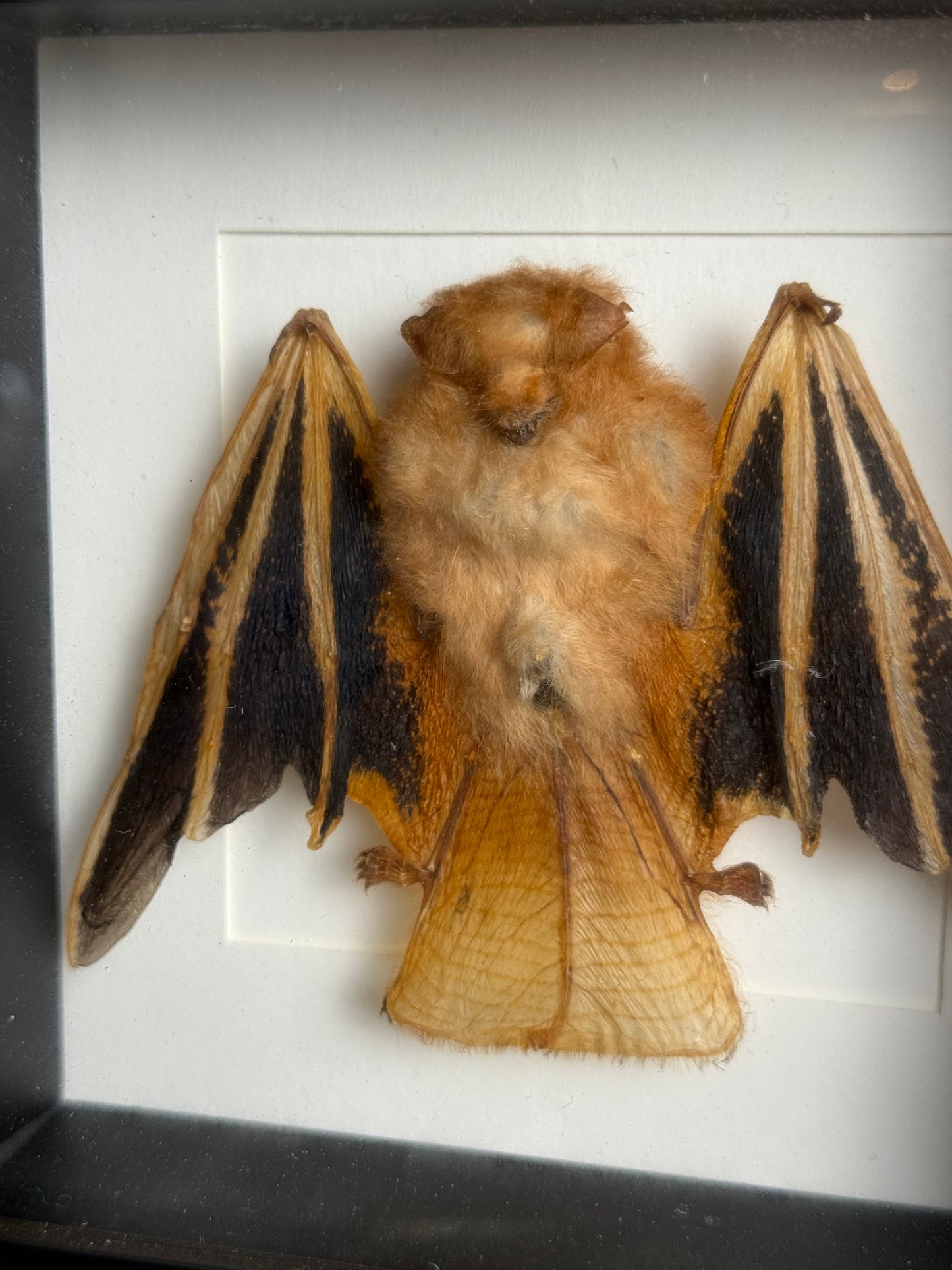 🦇 Vleermuis in lijst – natuurlijke wanddecoratie