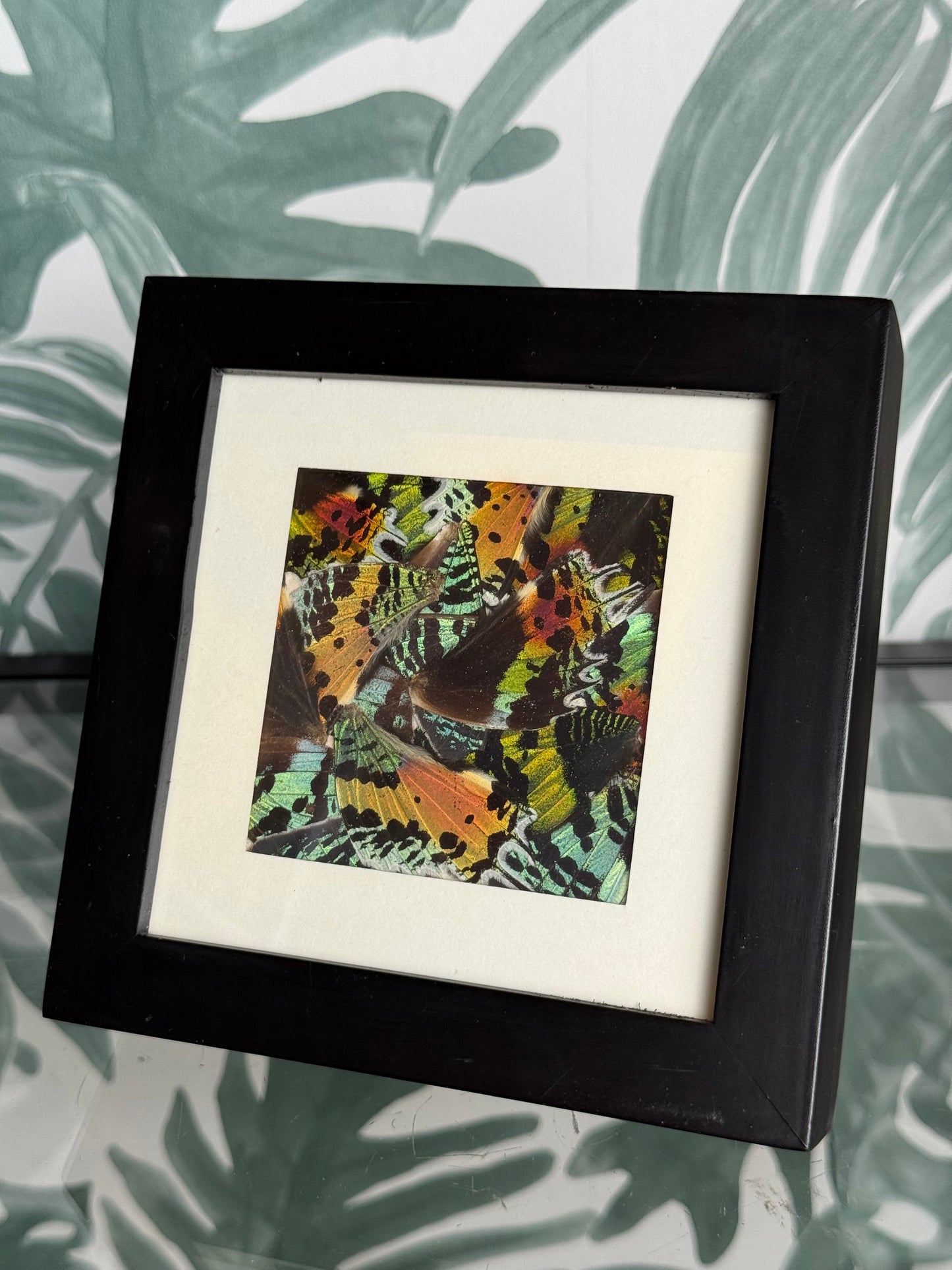 🦋 Ingelijste vlindervleugels - 16 x 16