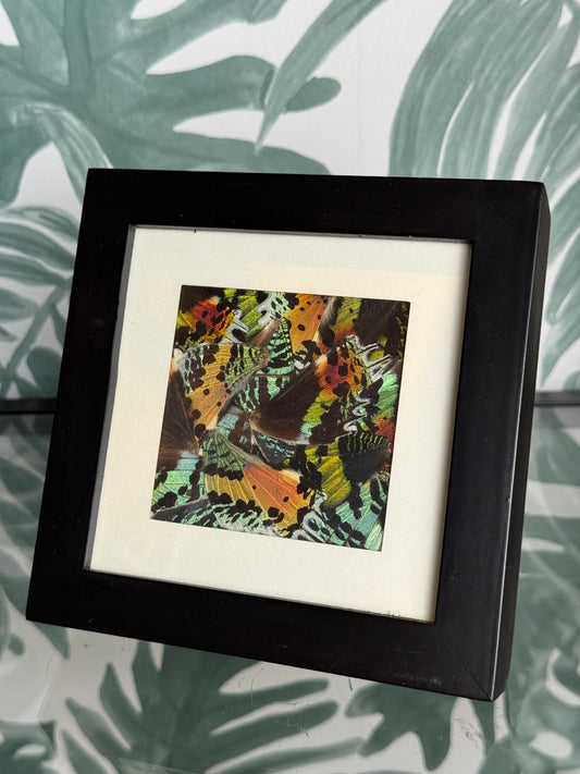 🦋 Ingelijste vlindervleugels - 16 x 16